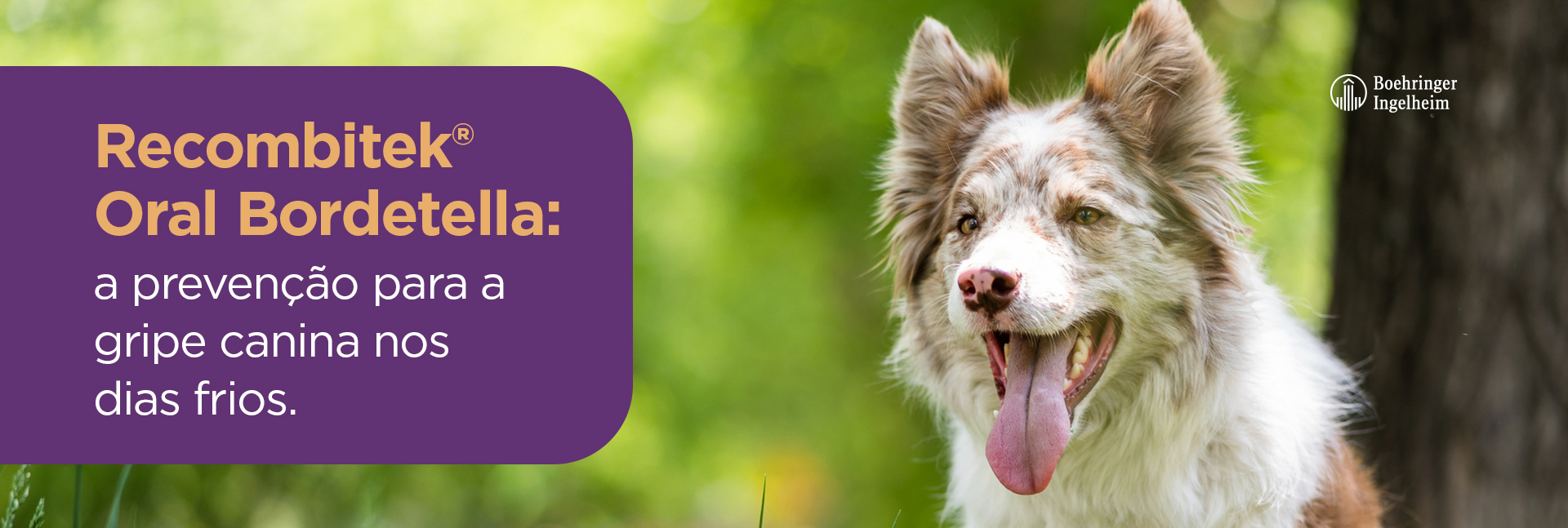 Tutores 01 - Oral Bordetela